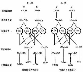 rh血型遗传图怎么看