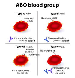 abo血型全血临床意义