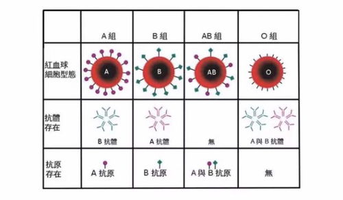 那两种血型结合是ab型