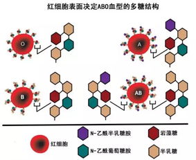 为什么自己的血型一直变化