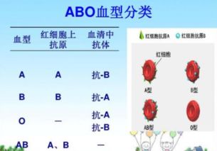 abo血型鉴定实训内容