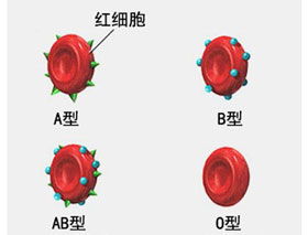 鉴定rh血型错误后工作说明