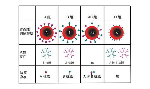 美国人口血型比例