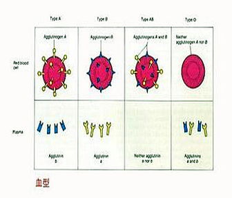 血型rh什么意思意思