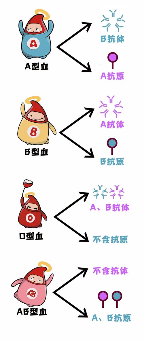 抗a抗b血型测试怎么看