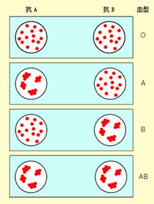 输血与血型考试题