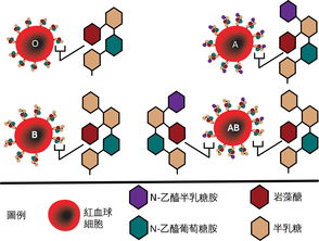 ab型血和哪个血型不配